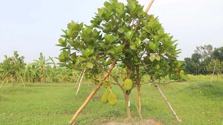 বছরের বারমাসই ধরবে কাঁঠাল